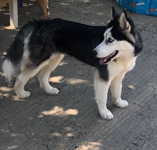 luna profil2